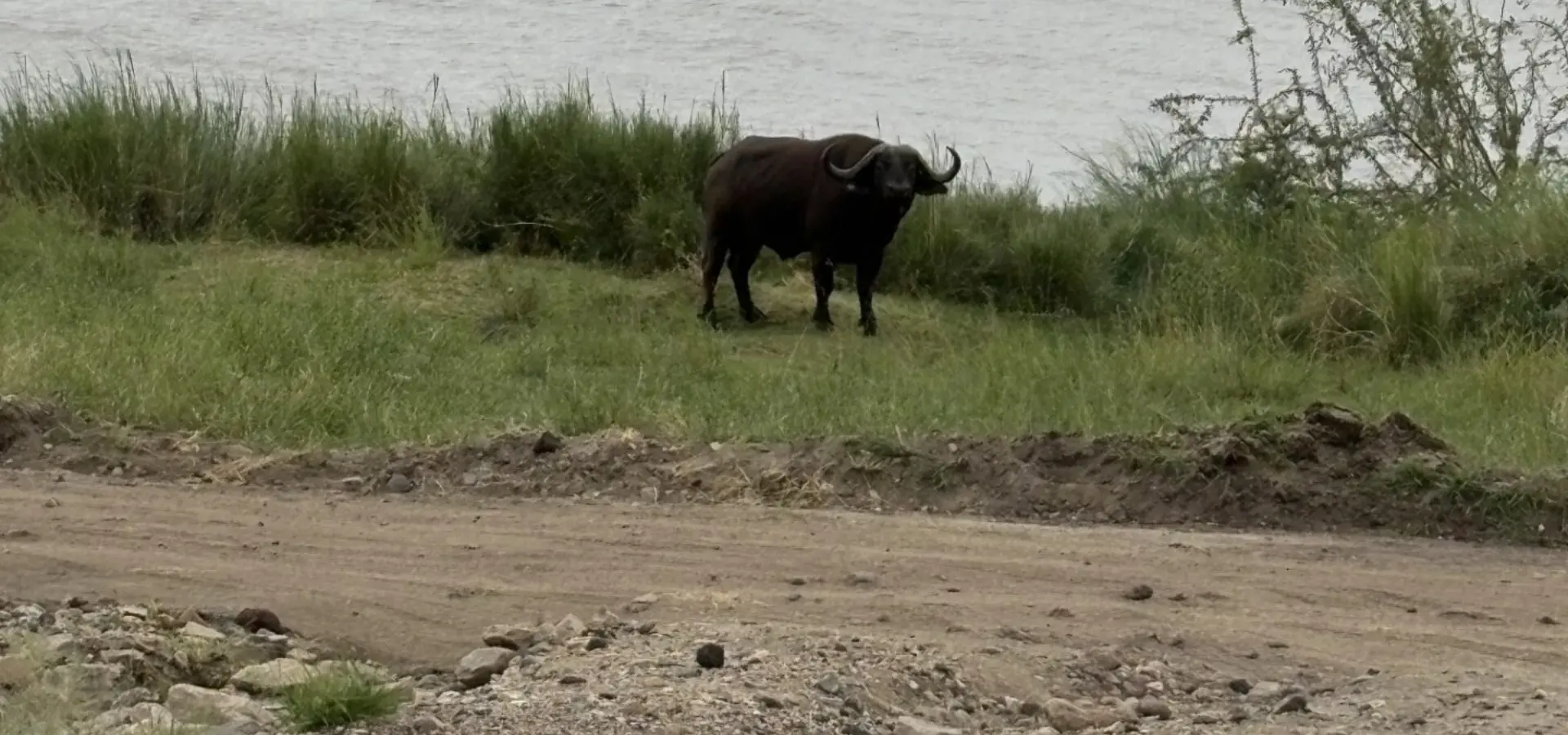 Avila Reizen Tanzania Buffel Blog Rosalie