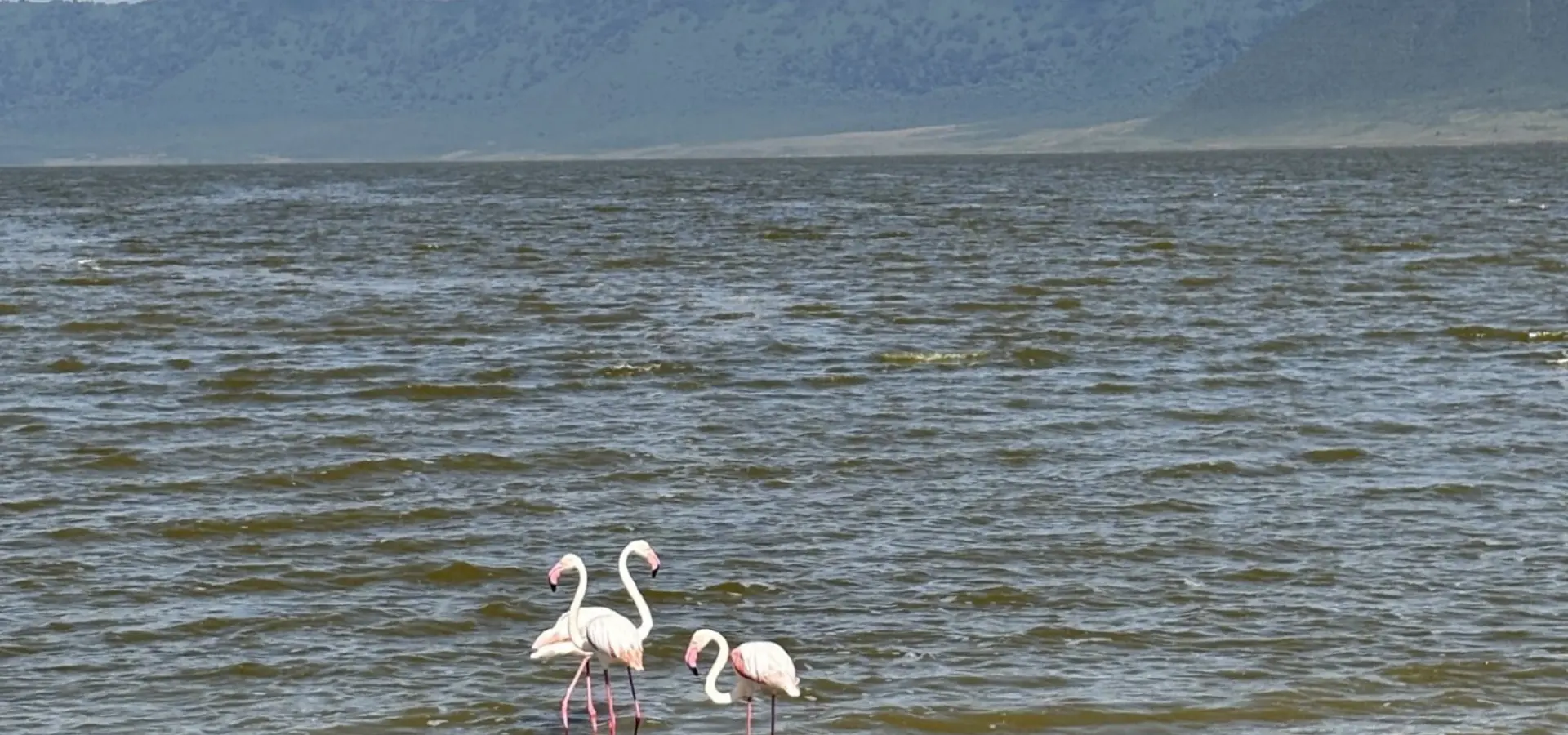 Avila Reizen Tanzania Flamingos Blog Rosalie