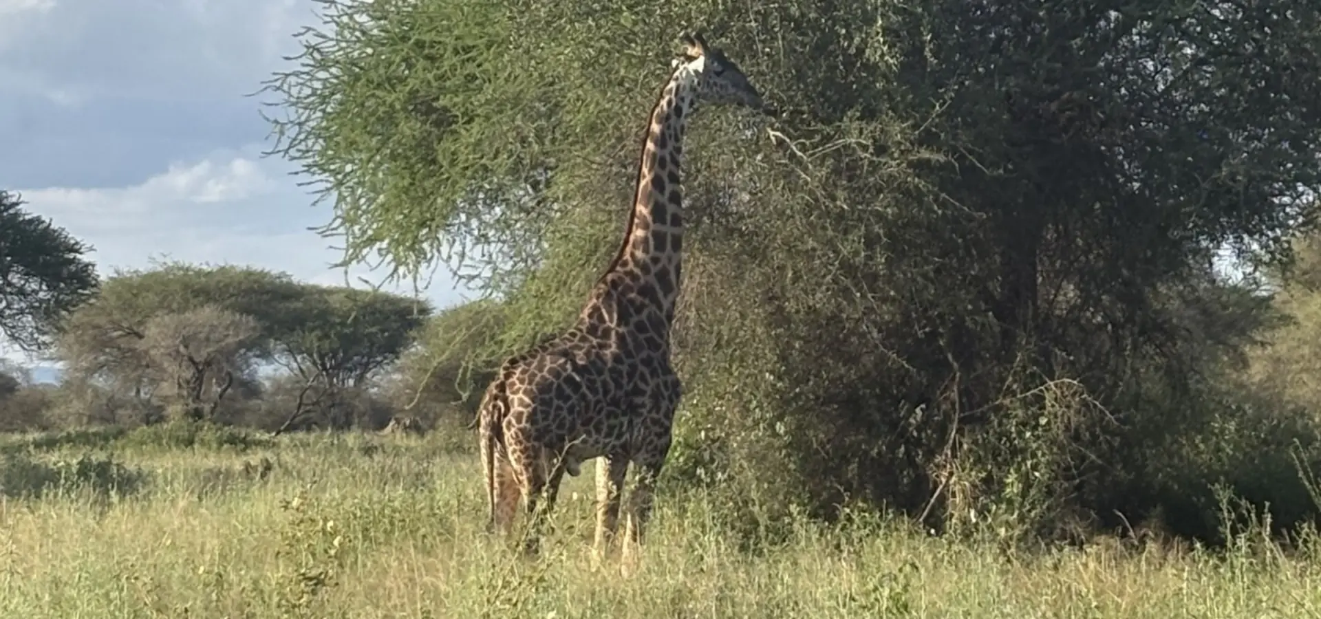 Avila Reizen Tanzania Giraf bij boom Blog Rosalie