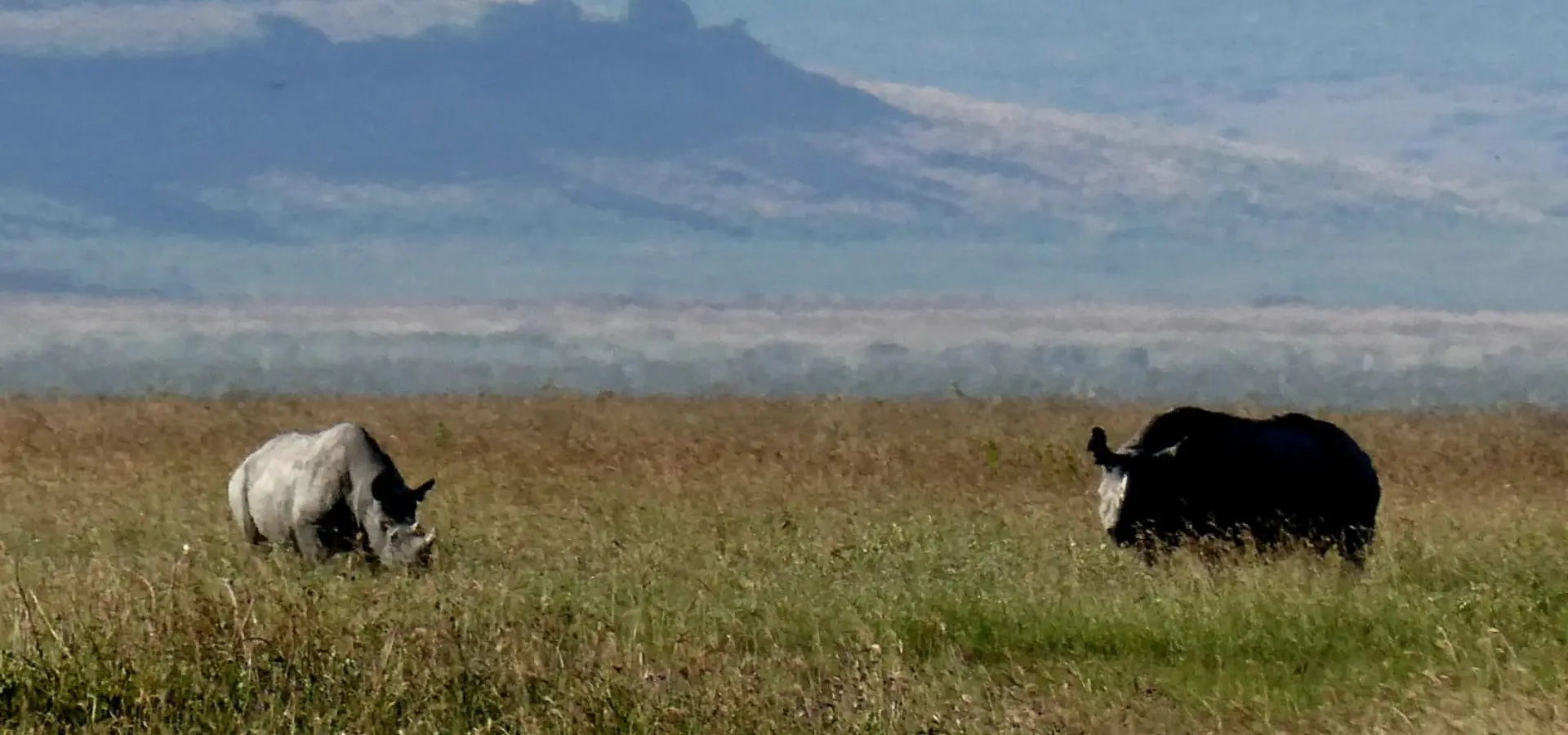 Avila Reizen Tanzania Neushoorns Blog Rosalie