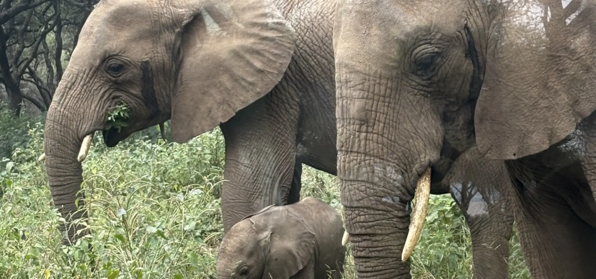 Avila Reizen Tanzania Olifanten met baby Blog Rosalie