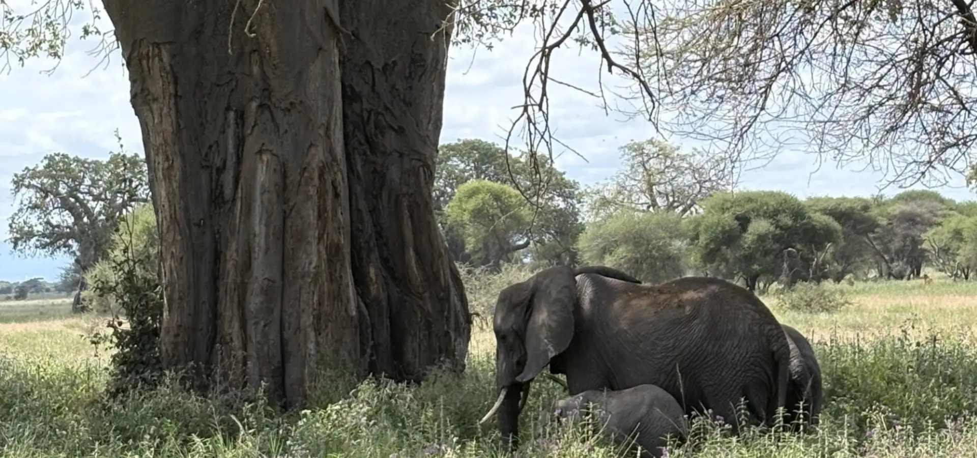 Avila Reizen Tanzania olifanten onder baobabboom Blog Rosalie