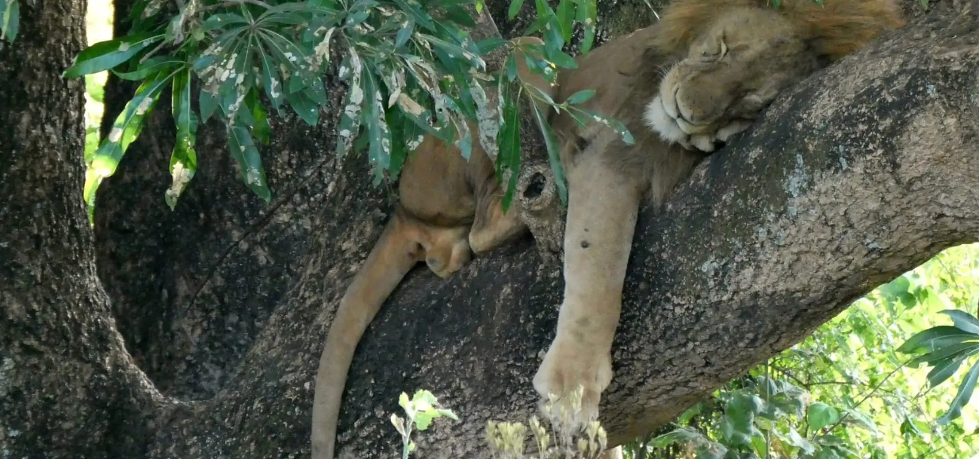 Avila Reizen Tanzania slapende leeuw Blog Rosalie