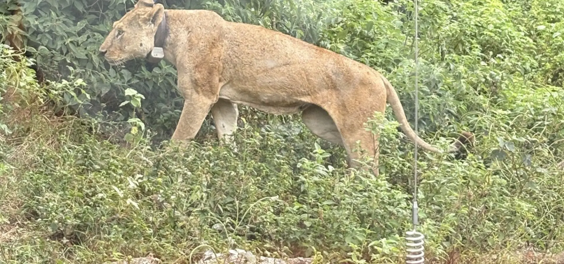 Avila Reizen Tanzania Vrouwtjes leeuw Blog Rosalie
