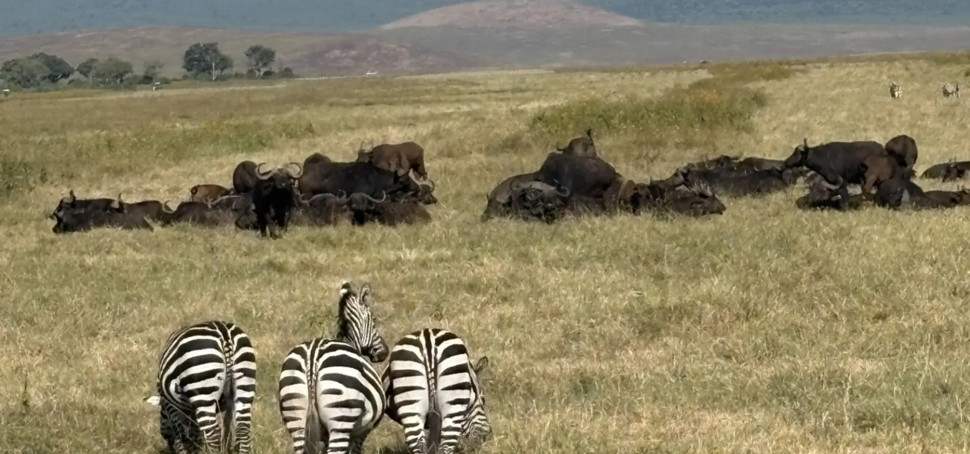 Avila Reizen Tanzania Zebras in de krater Blog Rosalie