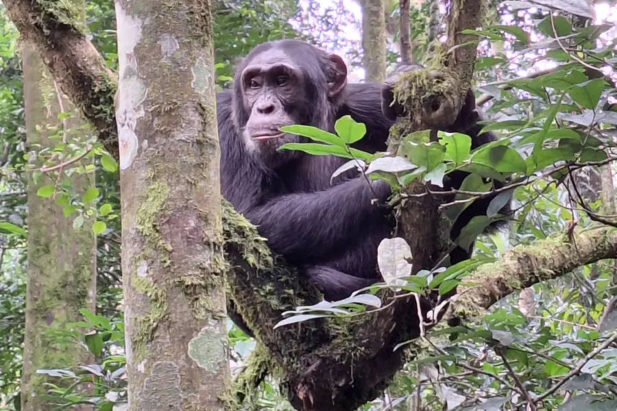 Avila Reizen Oeganda Kibale chimpansee zittend in boom