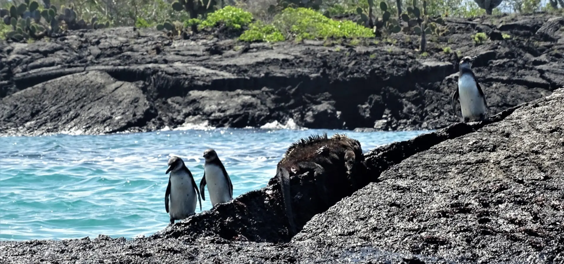 Sietske Galapagos
