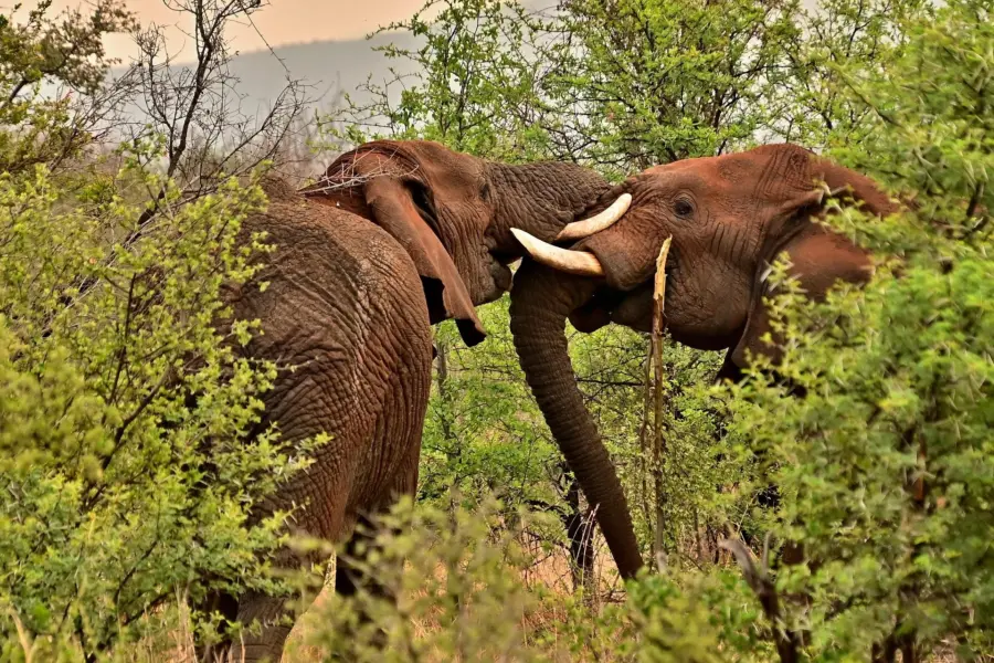 Avila Reizen Zuid Afrika olifanten