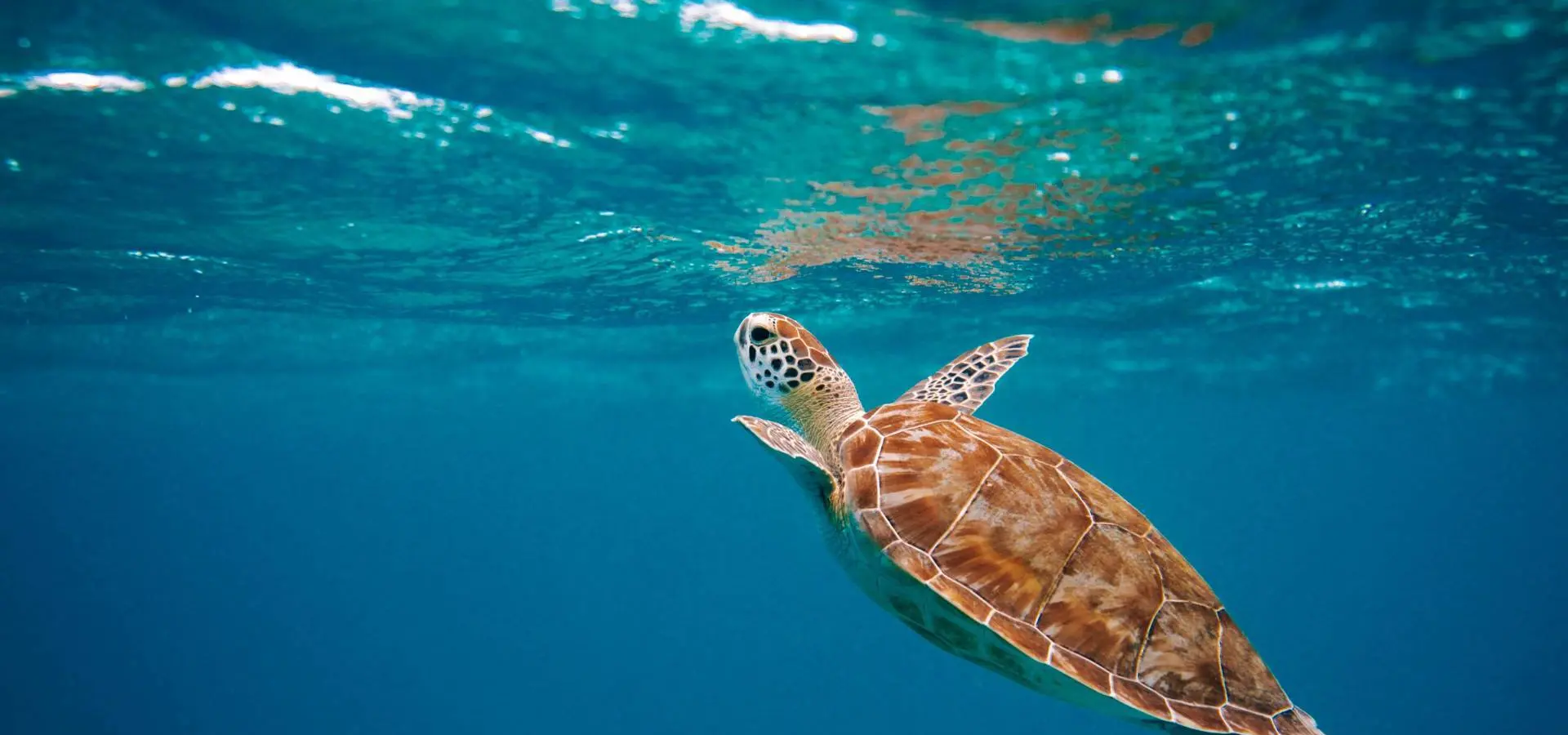Zeeschildpad 1