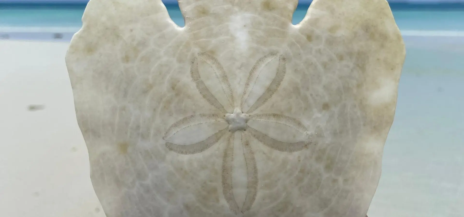 Avila Reizen Tanzania Fanjove Island strand blog Ingrid Laba Laba