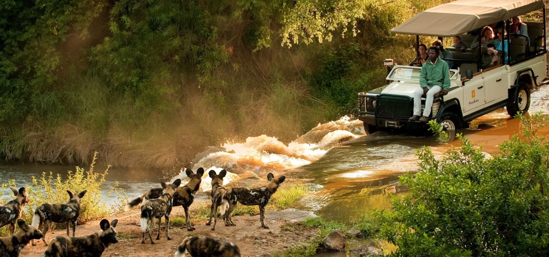 Morukuru Family Madikwe African Wild Dogs and vehicle