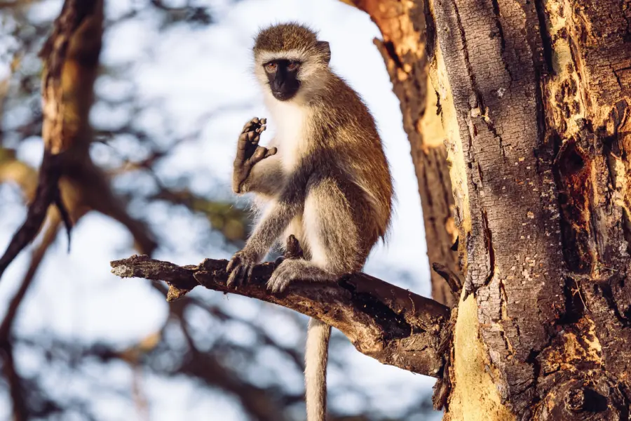 Avila Reizen Kenia Ol Gaboli 24