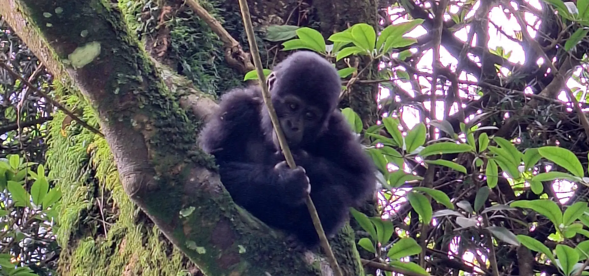 Avila Reizen Oeganda Bwindi baby gorilla