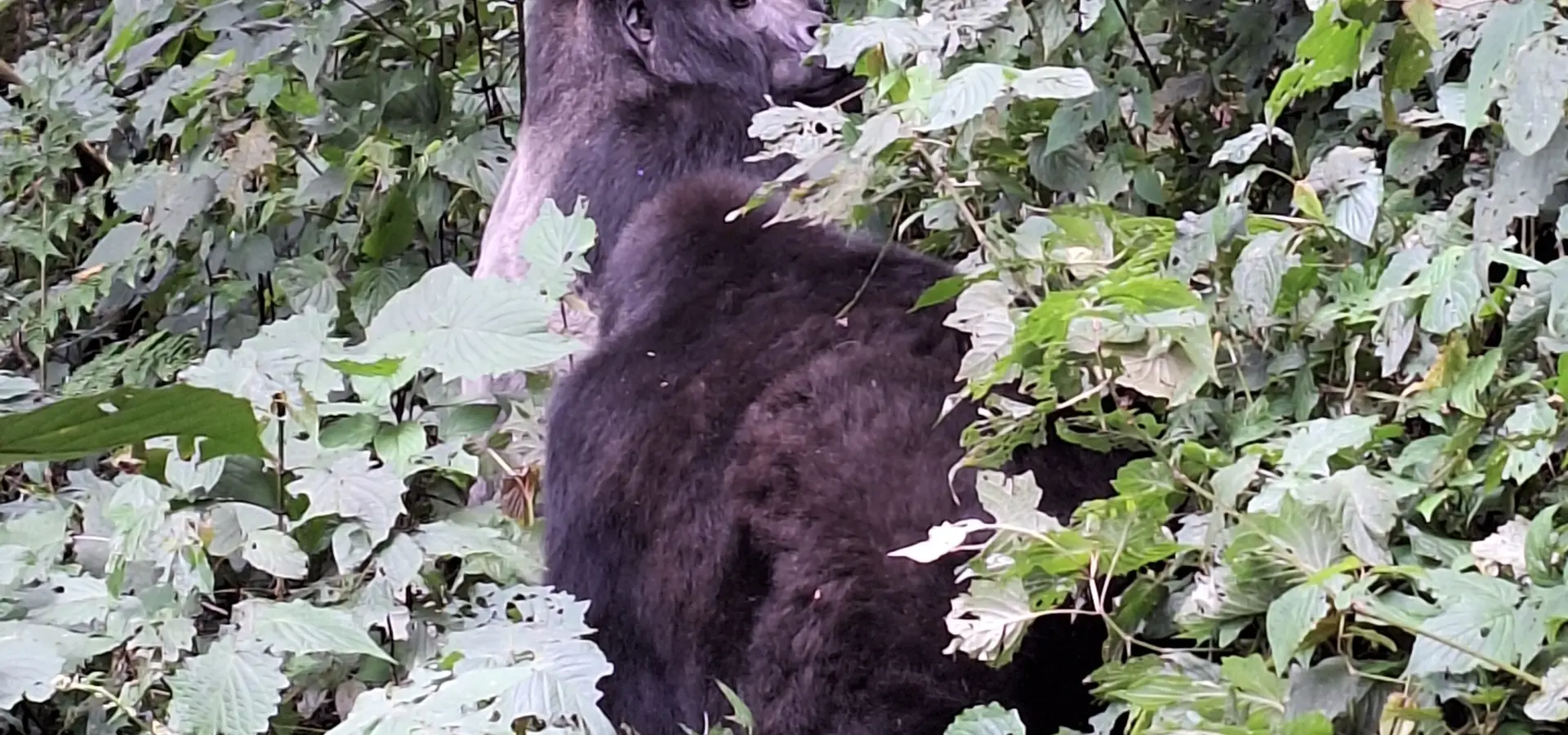 Avila Reizen Oeganda Bwindi silverback gorilla
