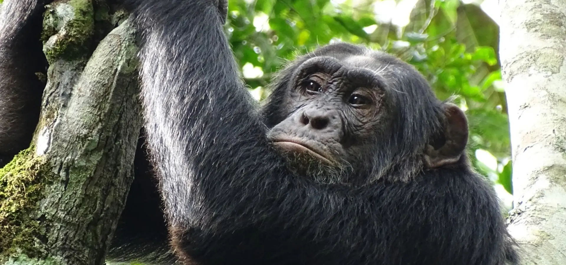 Avila Reizen Oeganda Kibale Chimpansee in de boom