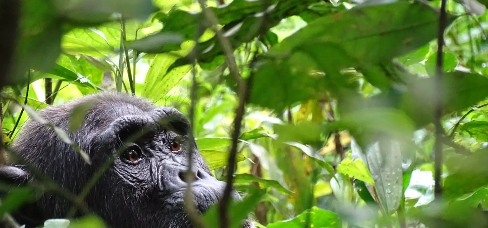 Avila Reizen Oeganda Kibale Chimpansee