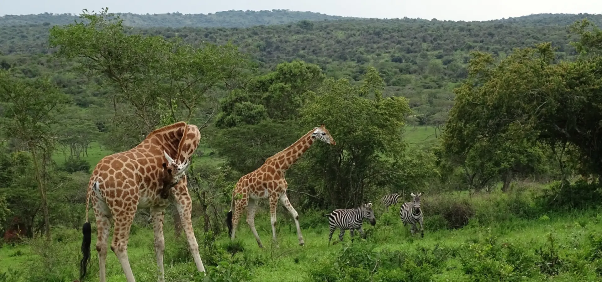 Avila Reizen Oeganda Lake Mburo giraffen zebras