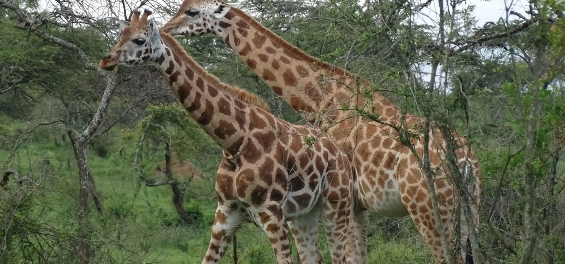 Avila Reizen Oeganda Lake Mburo giraffen