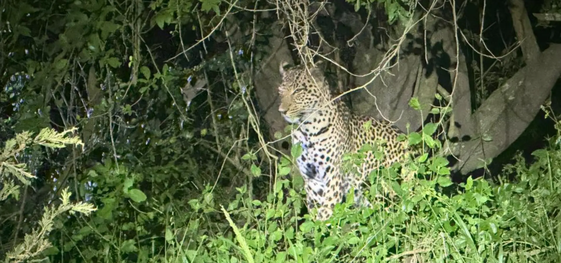 Avila Reizen Oeganda Lake Mburo night game drive luipaard