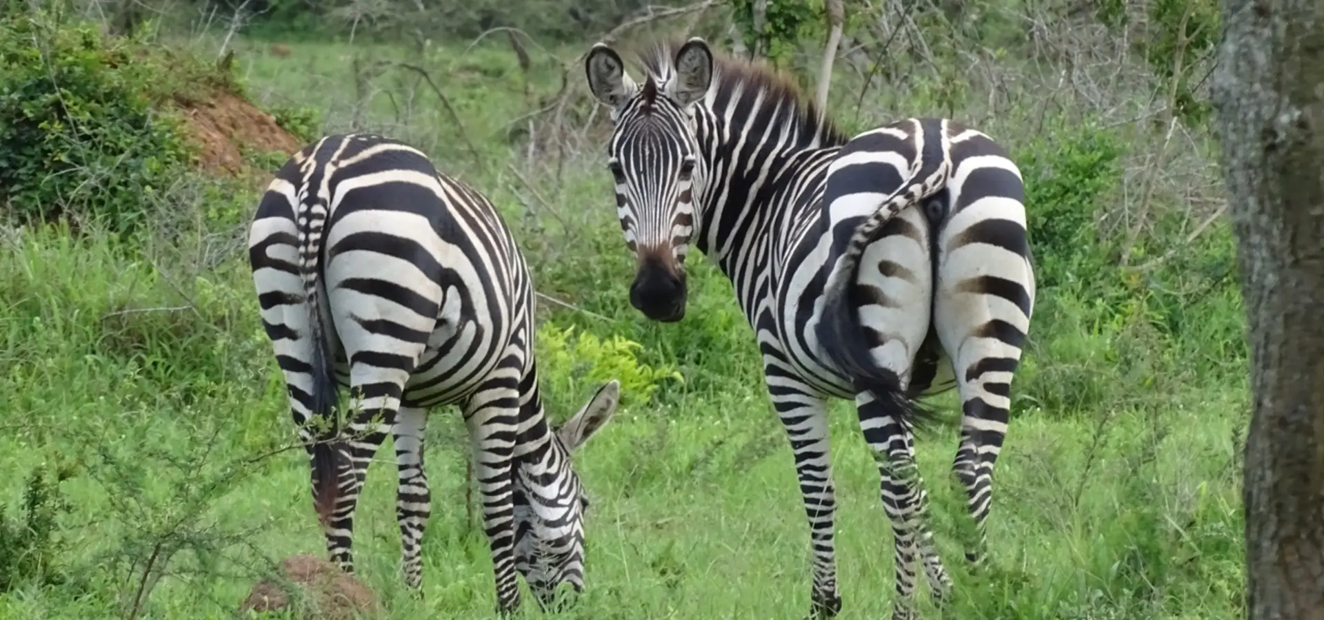 Avila Reizen Oeganda Lake Mburo zebras