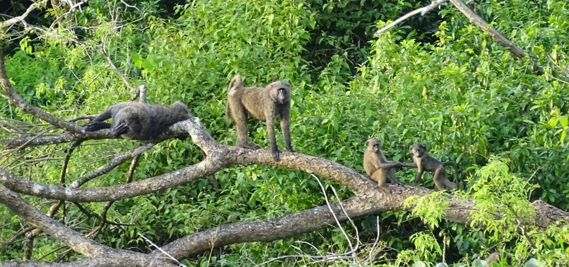 Avila Reizen Oeganda Murchison Falls boot tour apen
