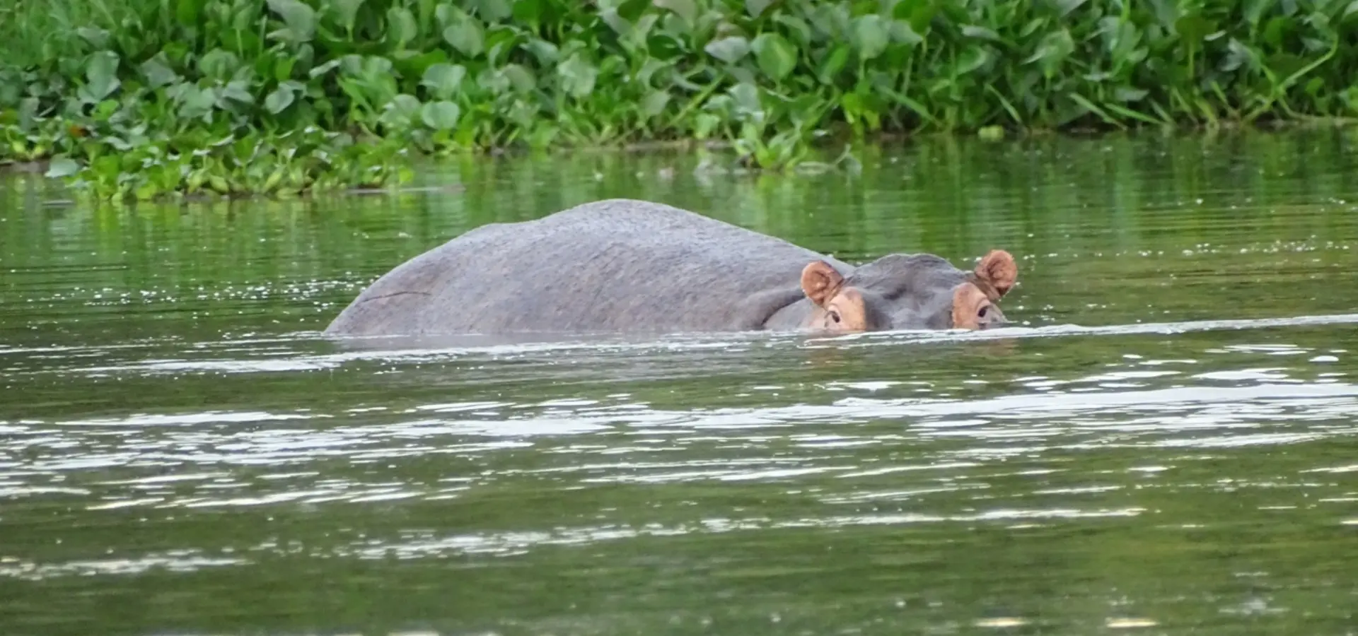 Avila Reizen Oeganda Murchison Falls boot tour nijlpaard