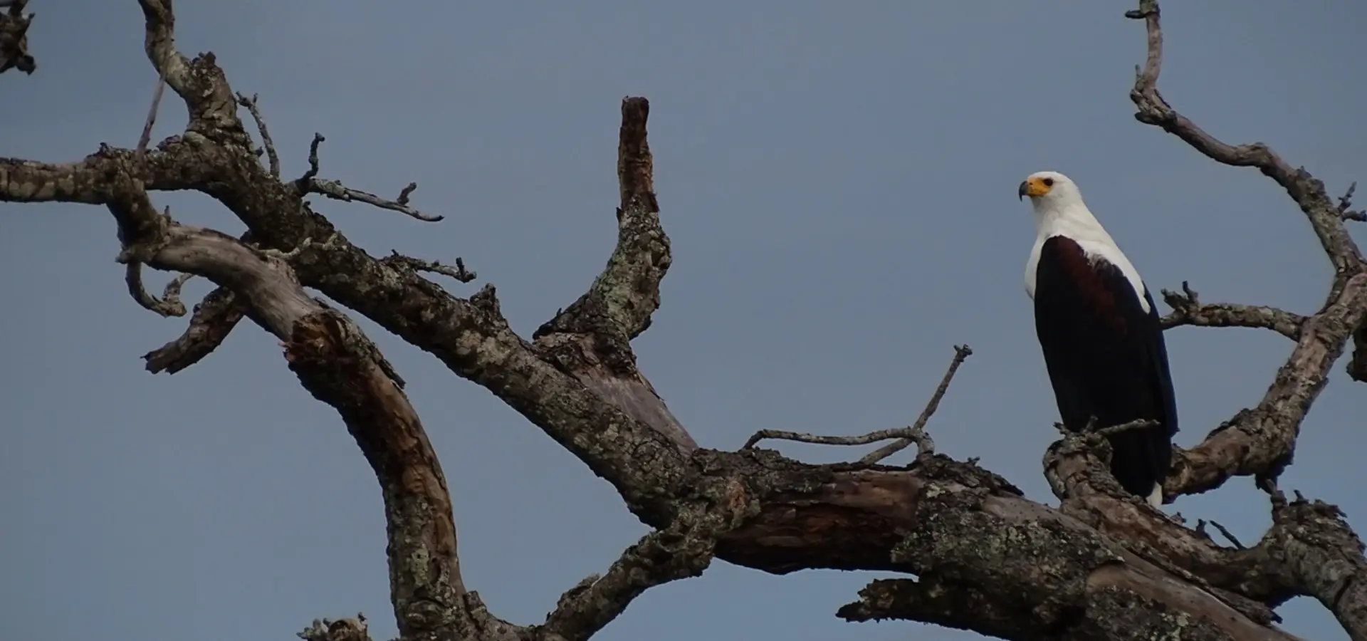 Avila Reizen Oeganda Murchison Falls boot tour zeearend