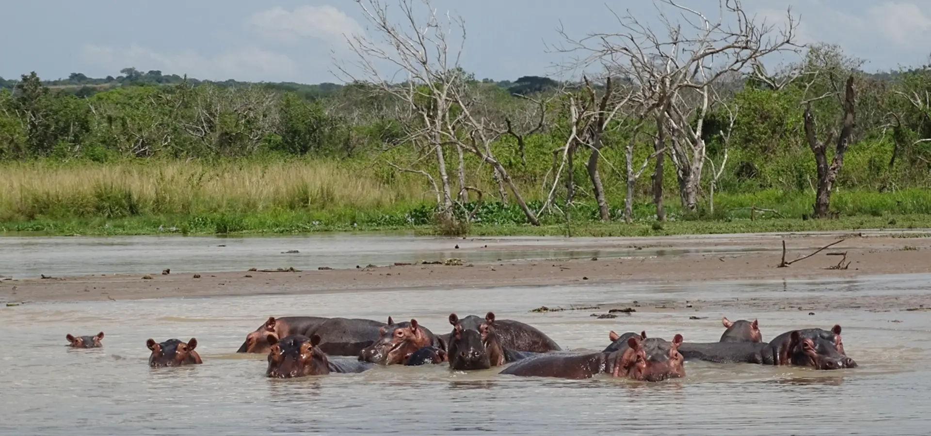 Avila Reizen Oeganda Murchison Falls nijlpaarden in het water