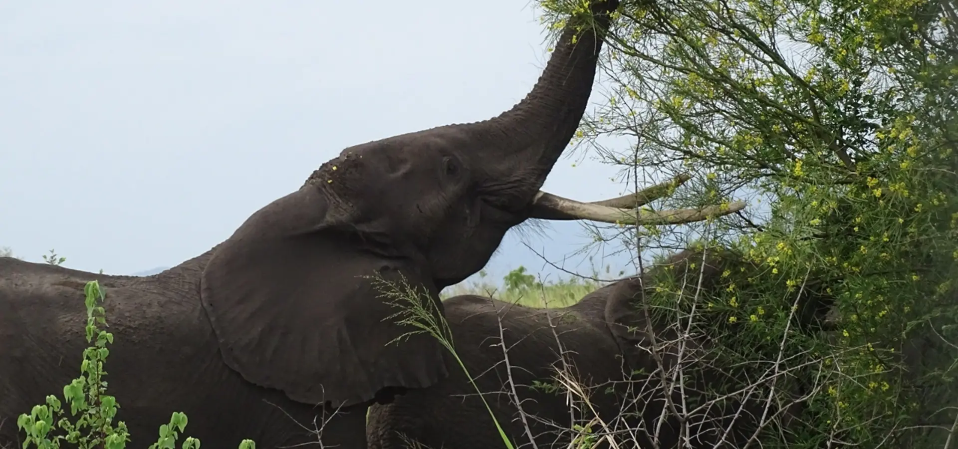 Avila Reizen Oeganda Queen Elizabeth NP olifanten langs de weg