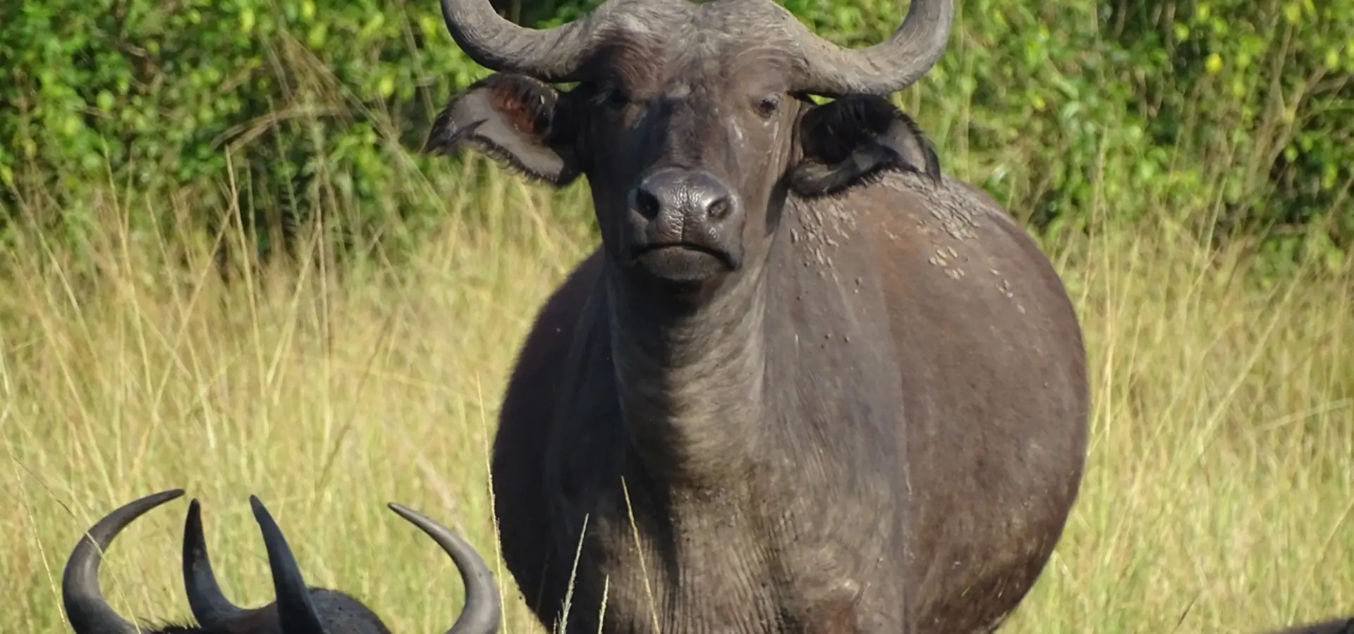 Avila Reizen Oeganda Queens Elizabeth NP waterbuffel