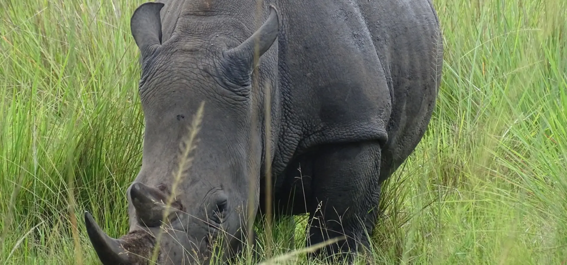 Avila Reizen Oeganda Ziwa Sanctuary neushoorn close up