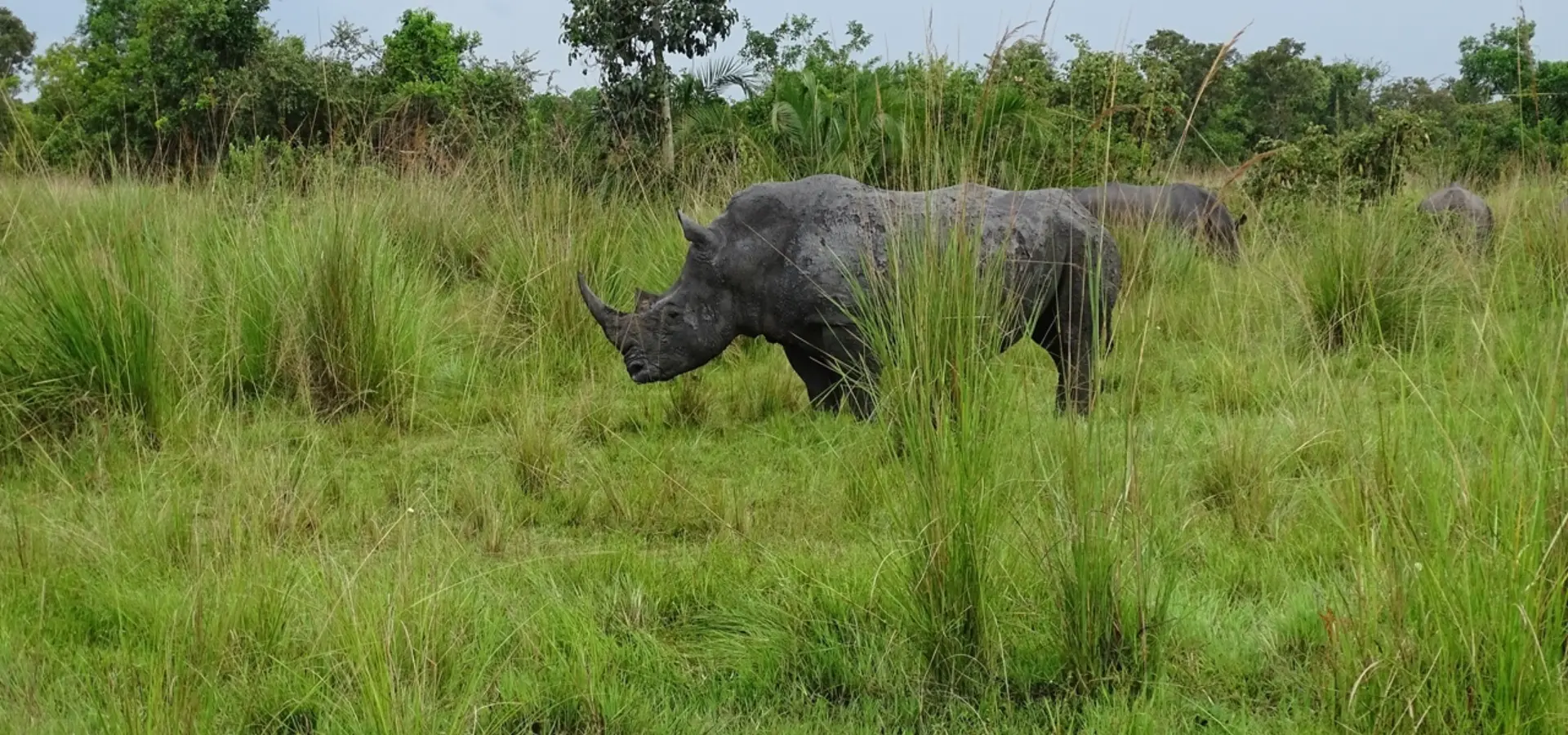 Avila Reizen Oeganda Ziwa Sanctuary neushoorns