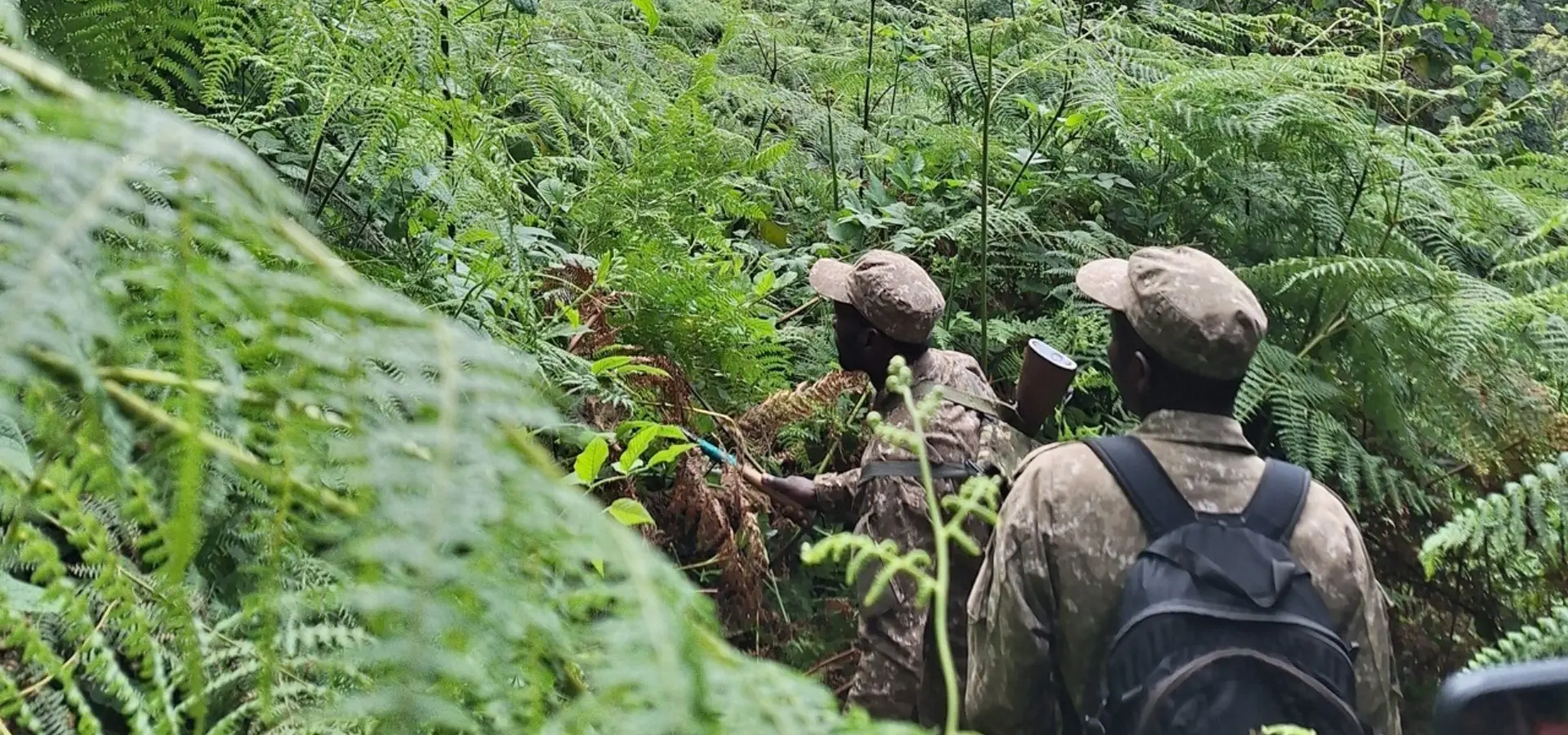 Avila Reizen Oeganda Bwindi gorilla trekking