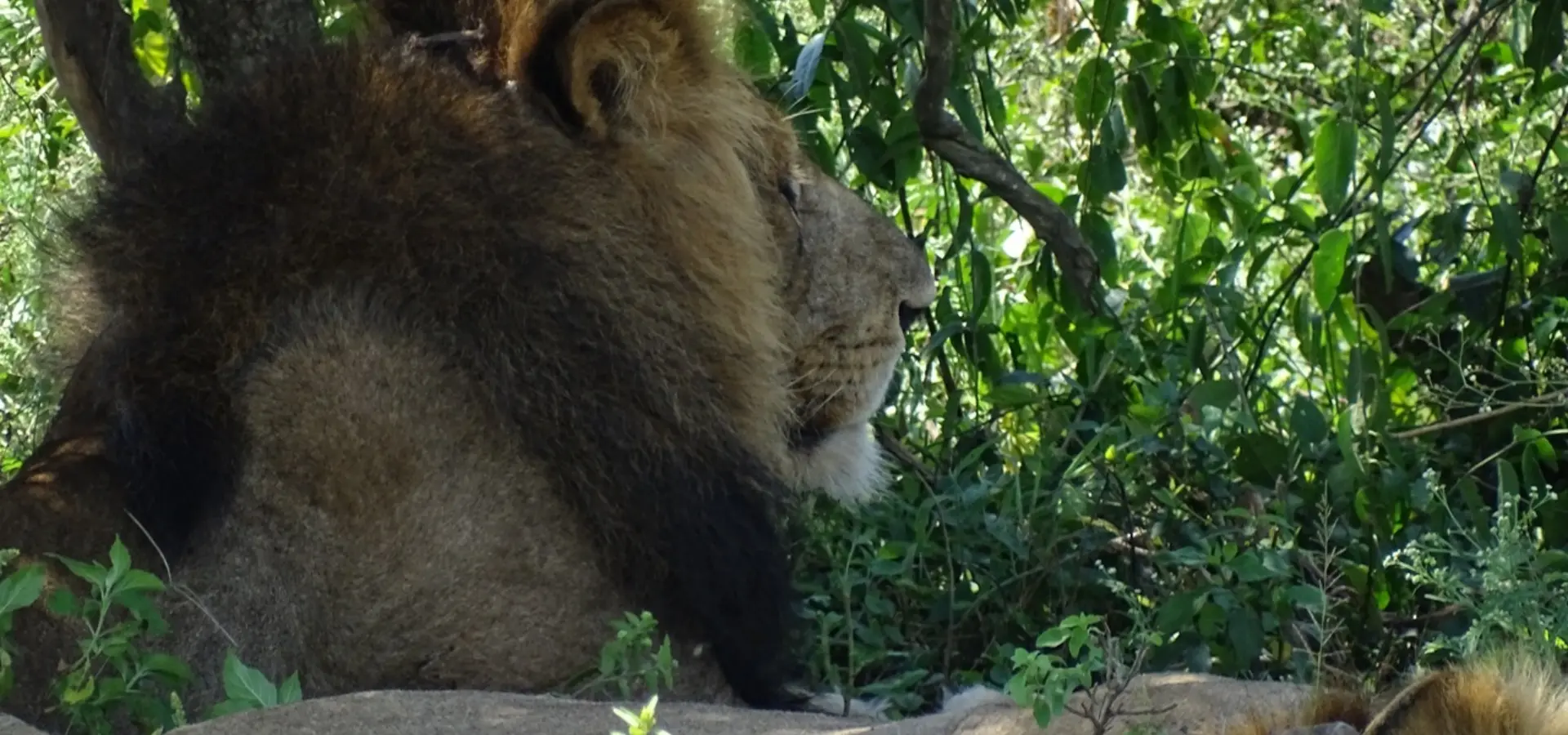 Avila Reizen Oeganda Queen Elizabeth NP leeuw