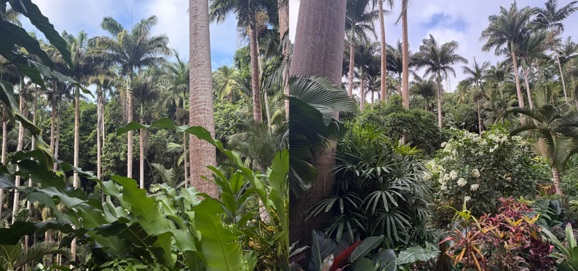 Avila Reizen Barbados weelderige begroeiing blog Isabel