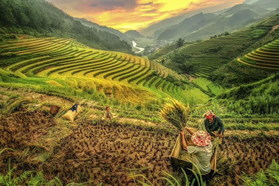 Avila Reizen Vietnam rijstvelden
