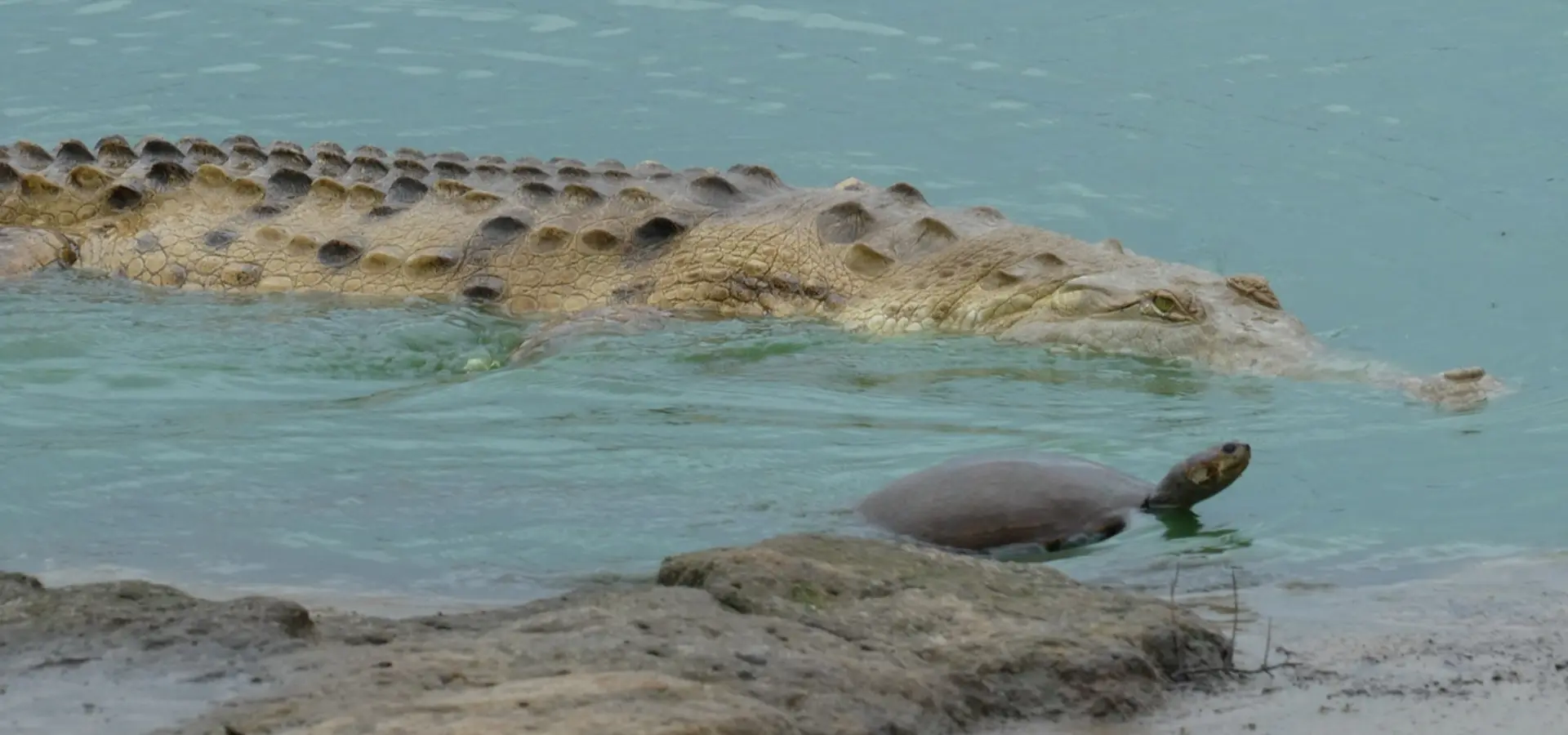 Avila Reizen Colombia Blog Ilse Casanare aligator