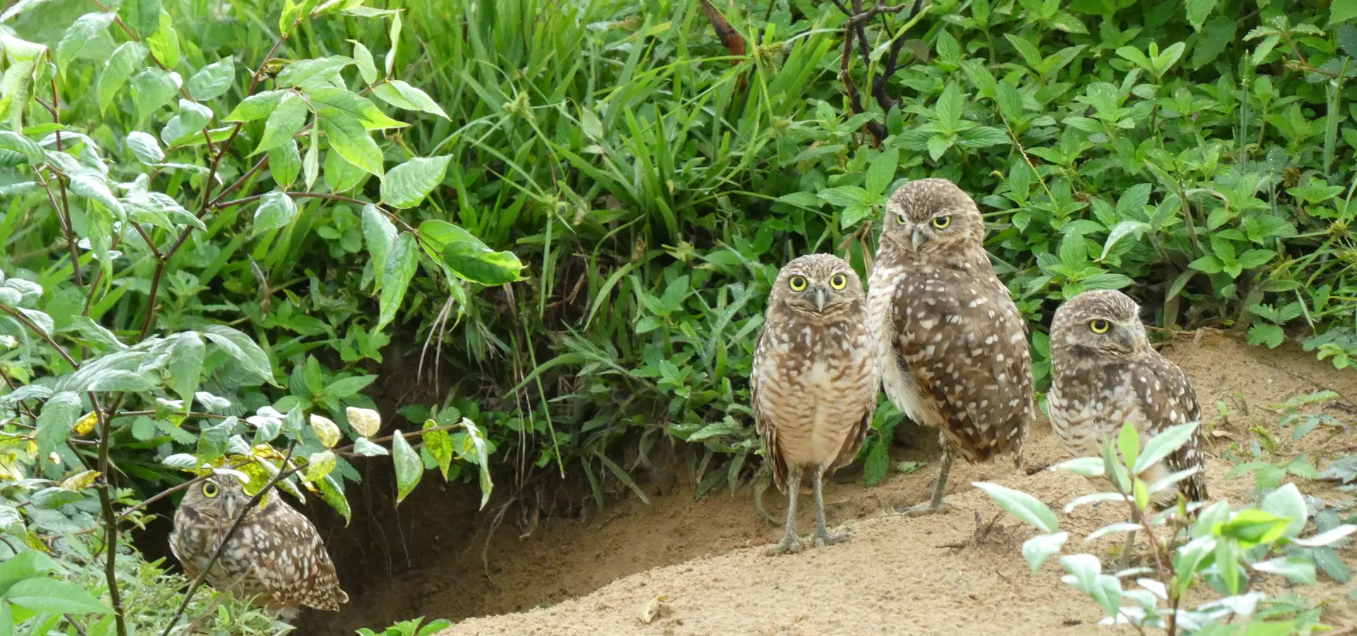 Avila Reizen Colombia Blog Ilse Casanare vogelspotten