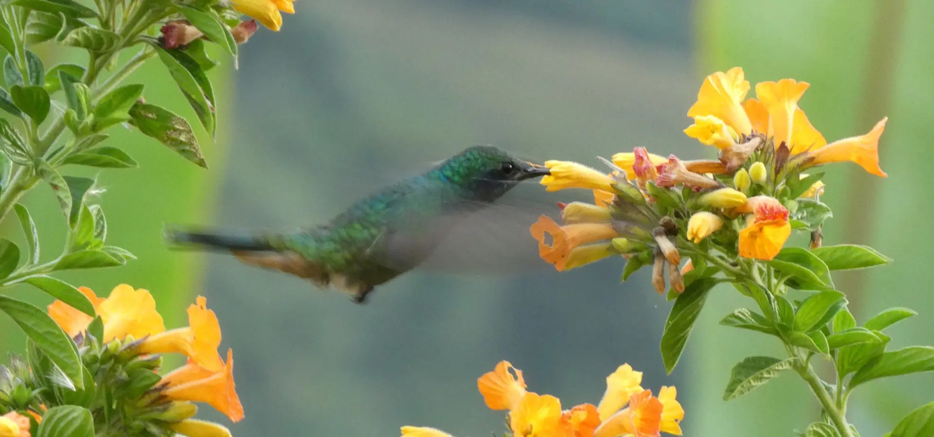 Avila Reizen Colombia Blog Ilse kolibri