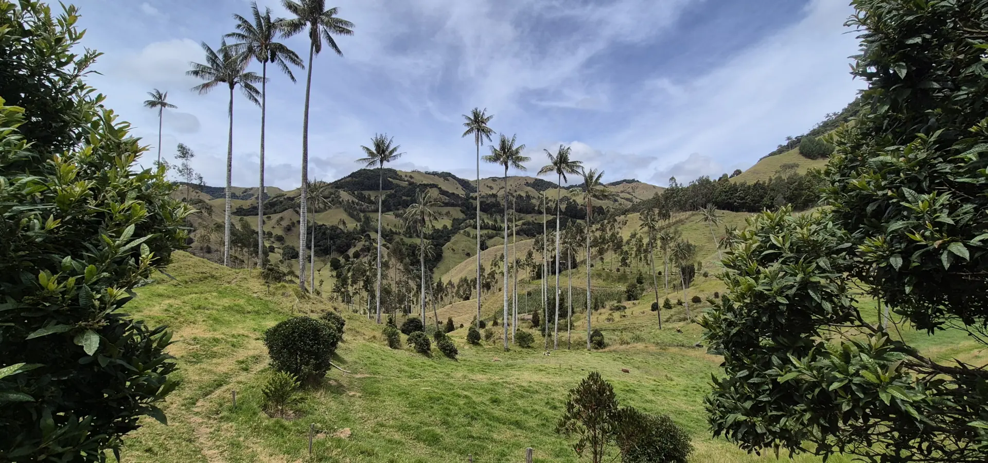 Avila Reizen Colombia Blog Ilse waxpalmen bij La Samaria