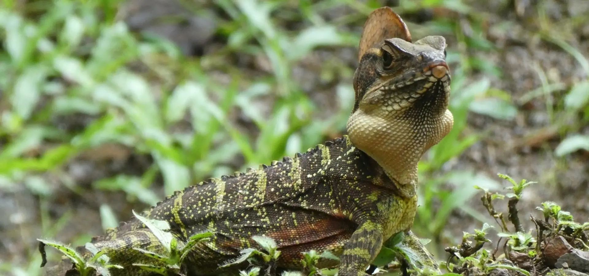 Avila Reizen Colombia Blog Ilse lizard