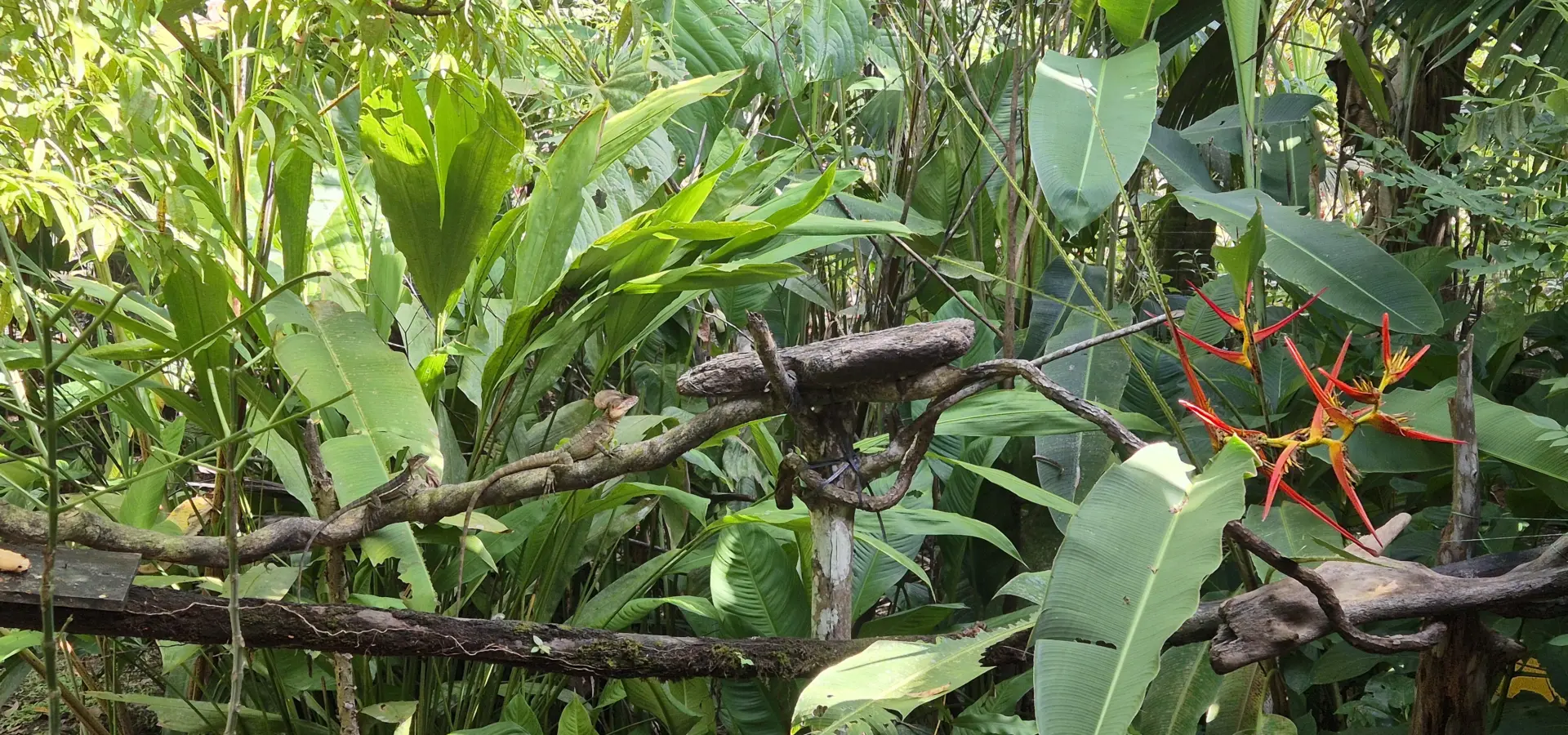 Avila Reizen Colombia Pacifische kust lizards