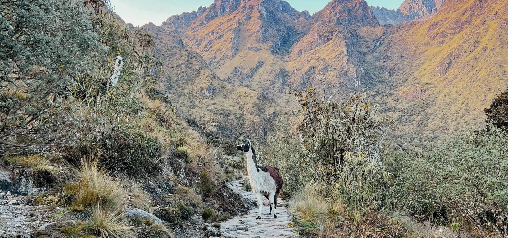 Jamie hagan cecu0 iatmu unsplash