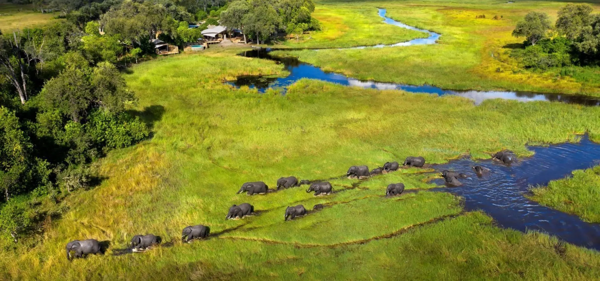 Leadwood eephants 003