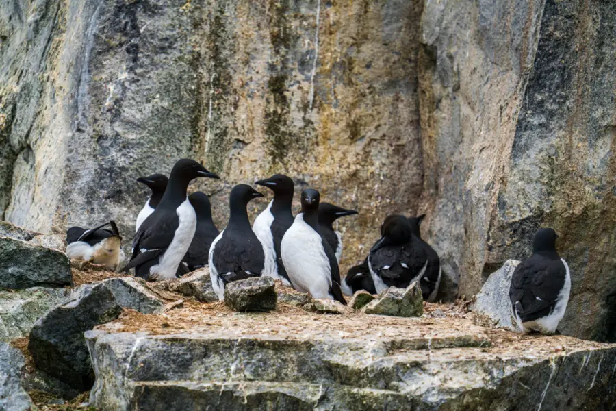 1776077000908no 2114ly280625alkefjellet studioponantyanislasbats