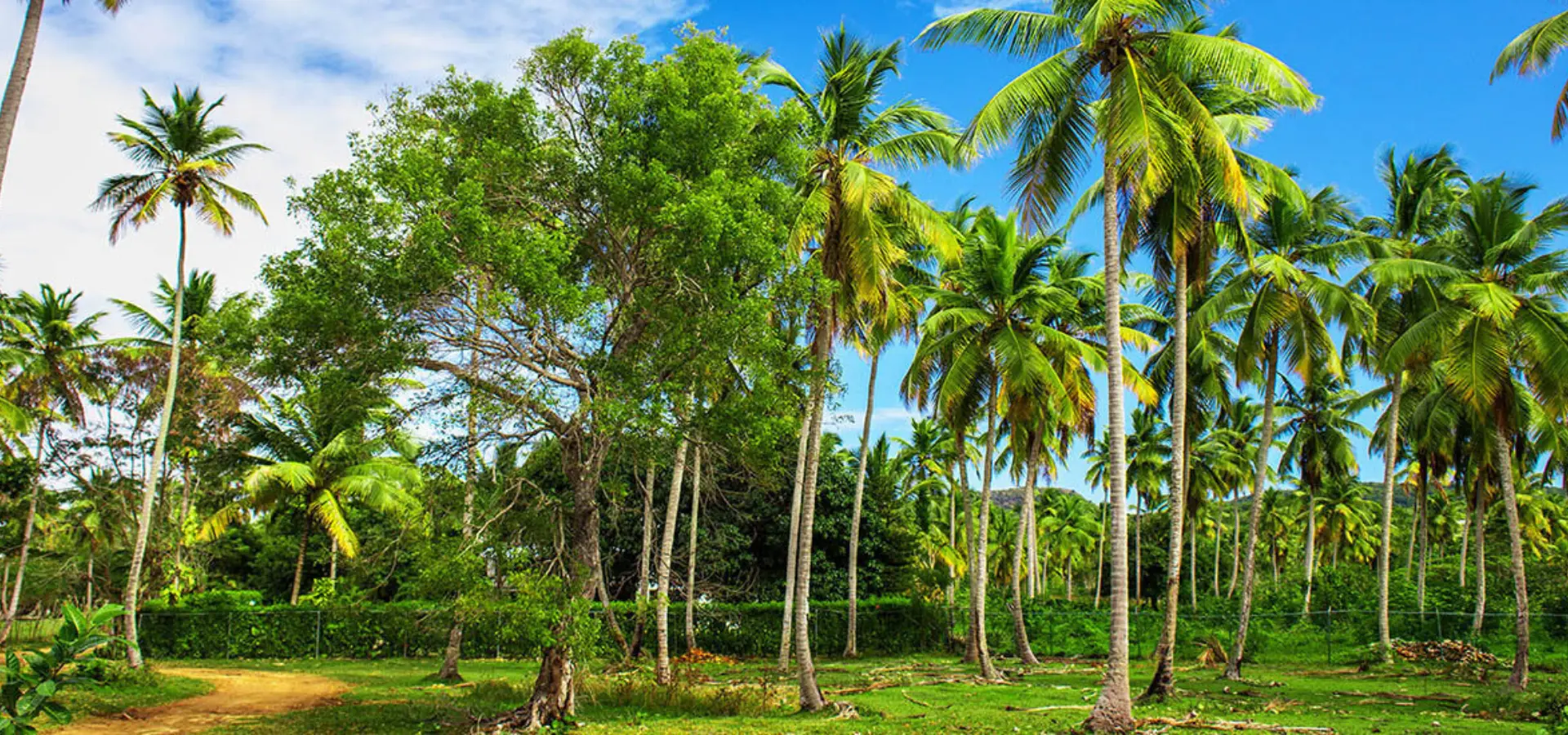 Cocoteraie 1200x550