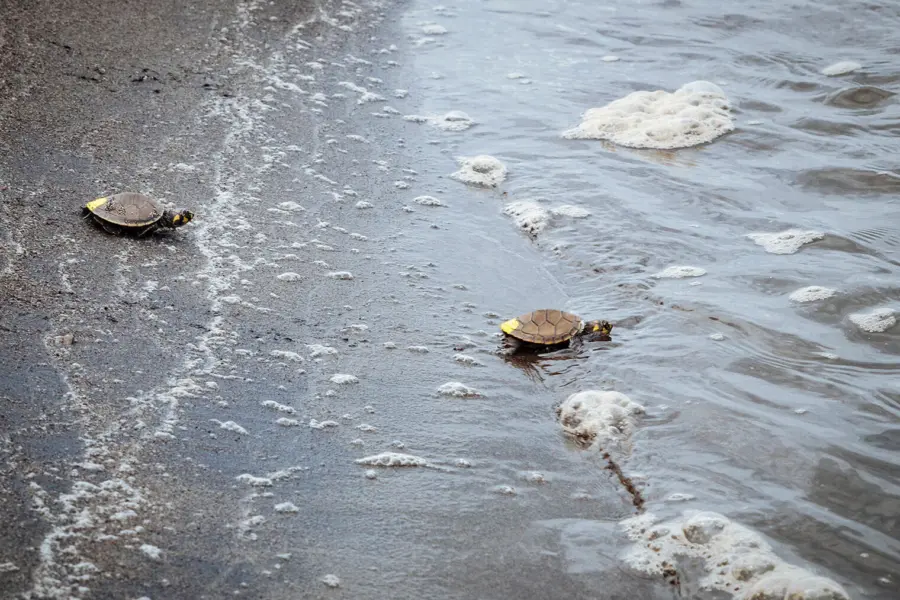 17690050679356 carrusel conservation charapas programs