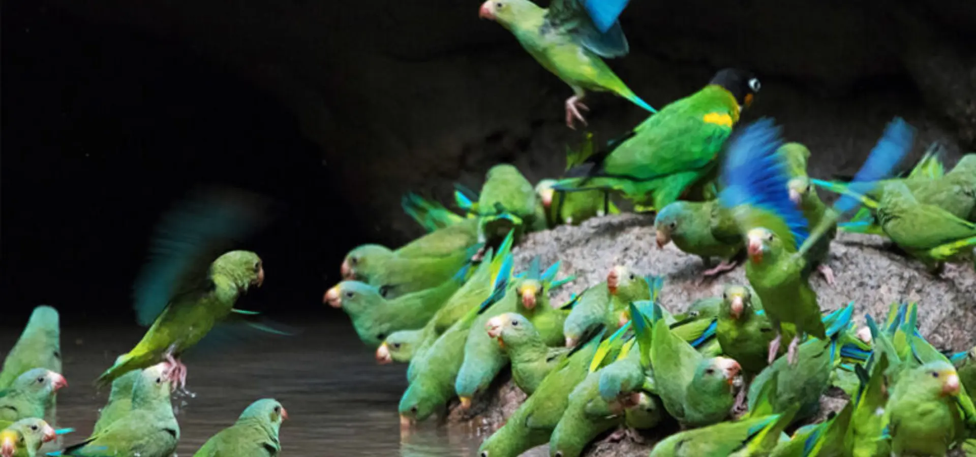 17690040920891parrot 768x432
