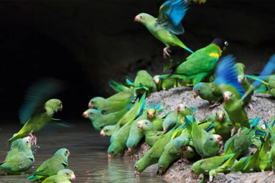 17690040920891parrot 768x432