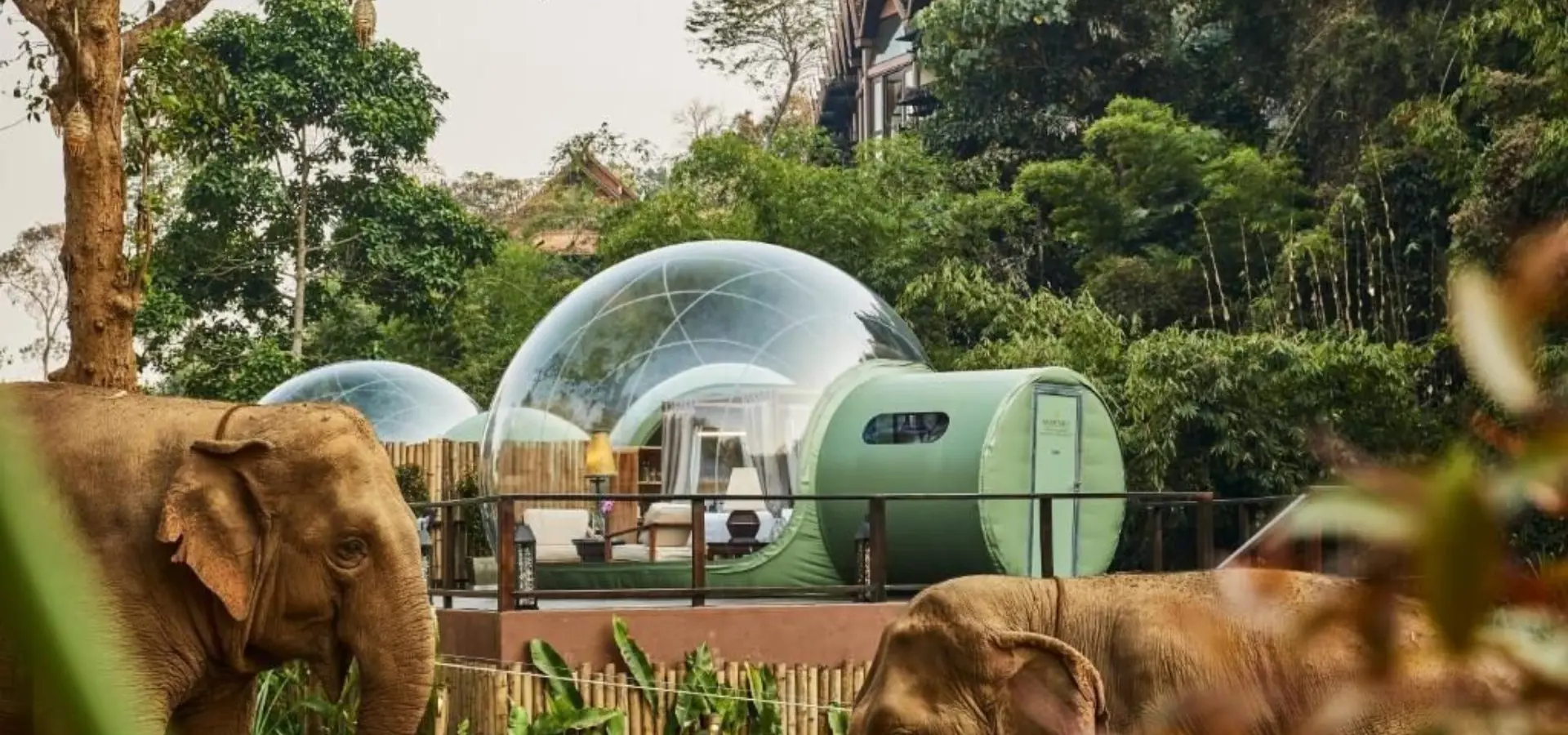 Anantara golden triangle elephant camp resort bubble